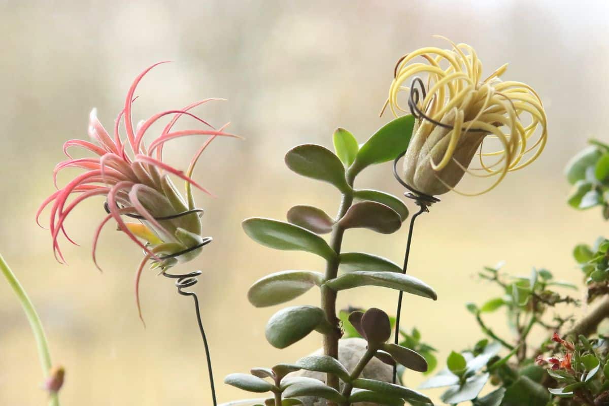 Two beautiful Tillandsia Ionantha air plant next to a green succulent.