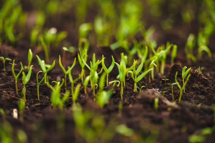 12 Different Tomato Plant Growth Stages