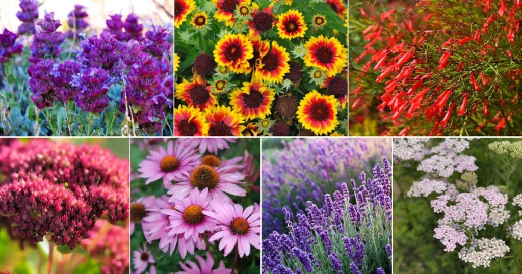 Top 13 Drought-Resistant Perennials (Less Water - More Blooms)