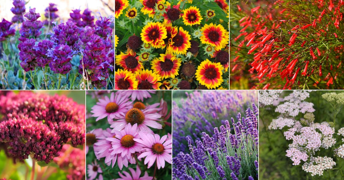 7 images of drought-resistant perennials.