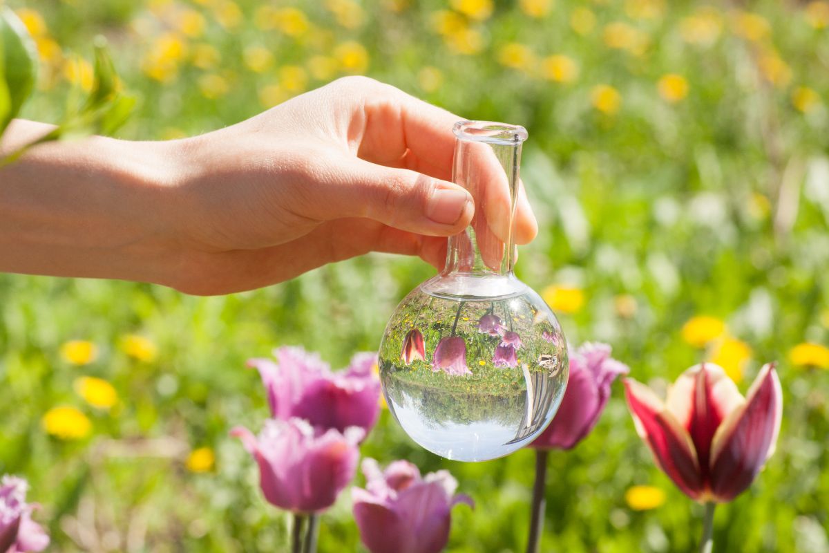 A hand holding a glass jar with a liquid fertilizer near blooming tulips.