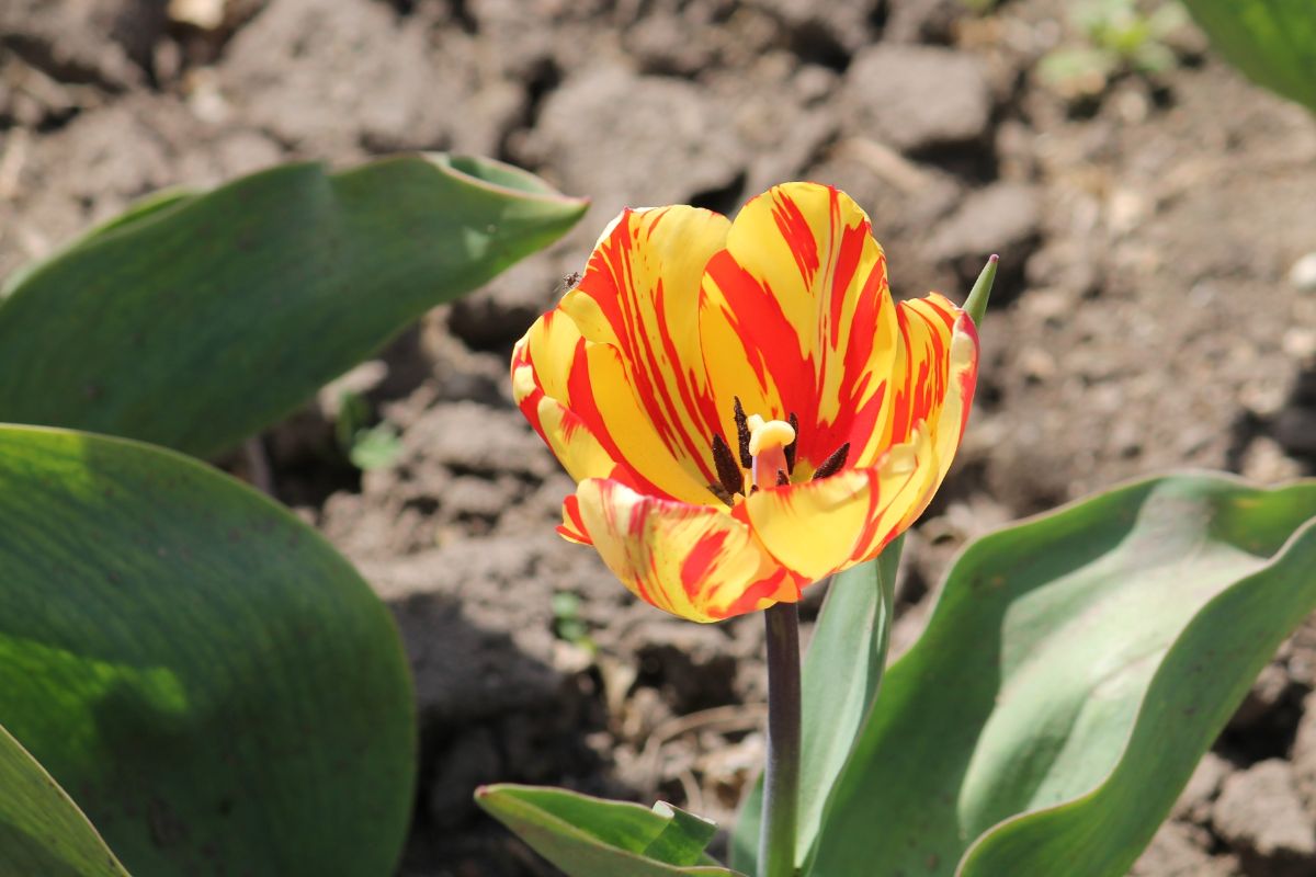 Beautiful yellow-orange tulip flower petals on a sunny day.