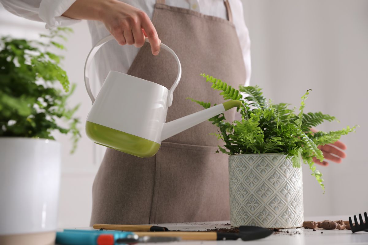 A gardener watering fern in a pot with a watering can after repotting.
