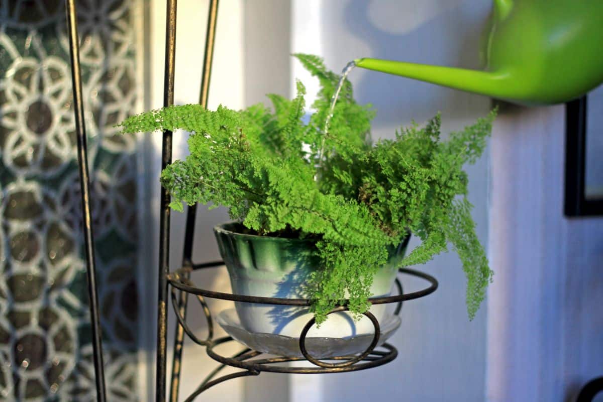 Watering fern in a small pot with a green watering can.