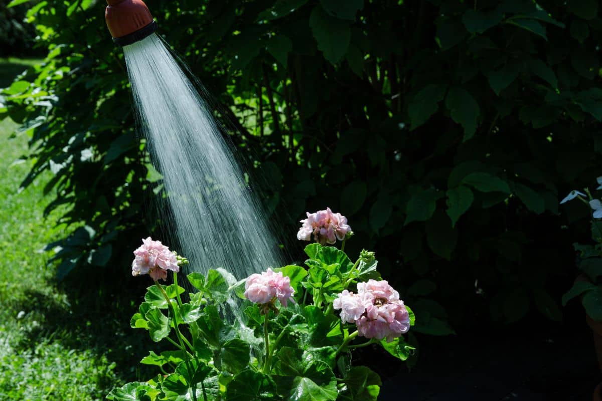 Watering blooming geraniums in a garden with a garden hose.