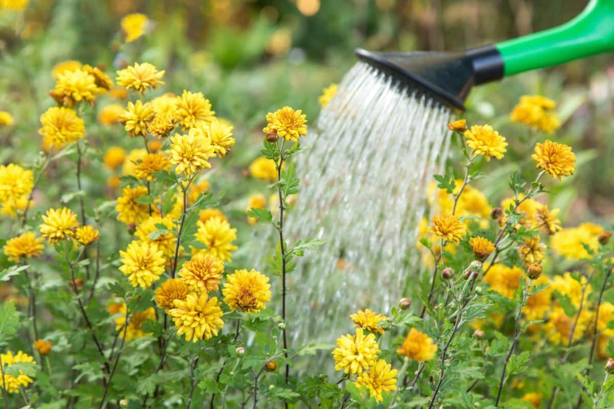 Watering yellow blooming mums with a green watering can.