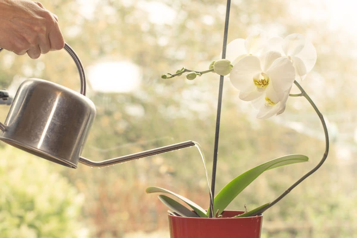 Watering and orchid growing in a pot with a metal watering can.