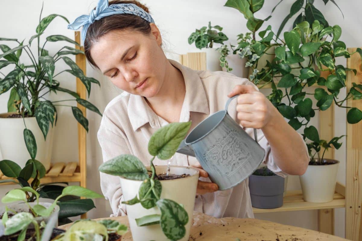 A gardener watering satin pothos in a pot with a watering can.