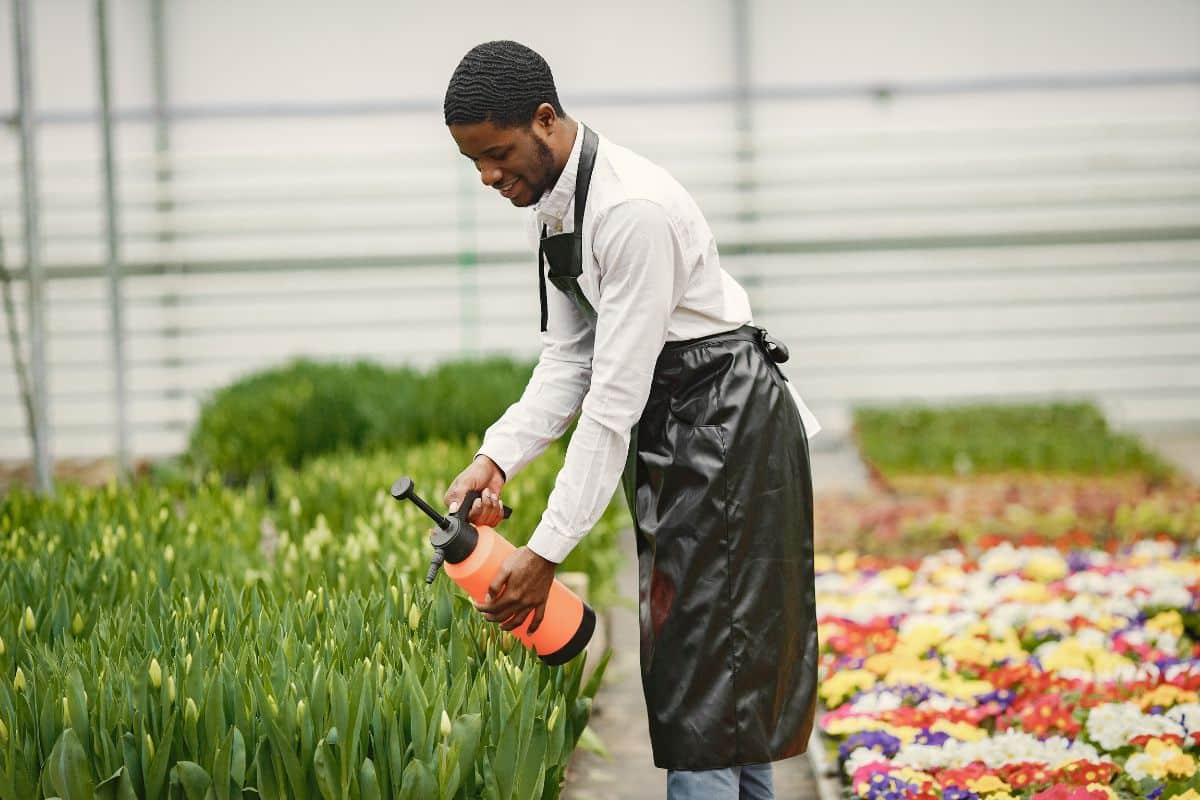 A gardener watering a small field of tulips with a hand pressure watering sprayer.