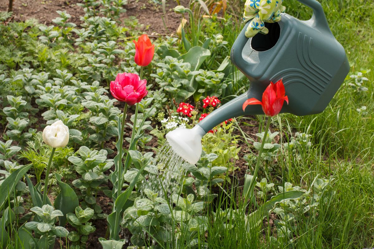 Watering blooming tulips by a plastic watering can.
