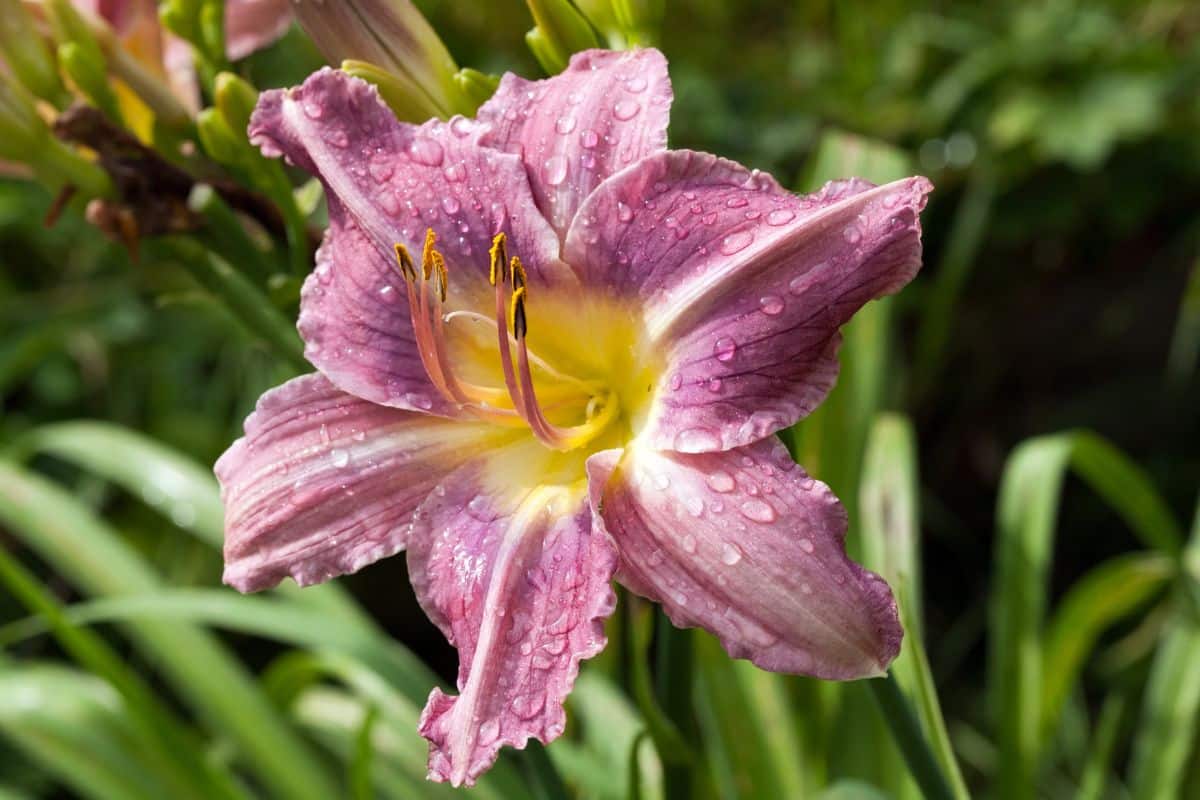A wilting purple flower of lily with drops of water.
