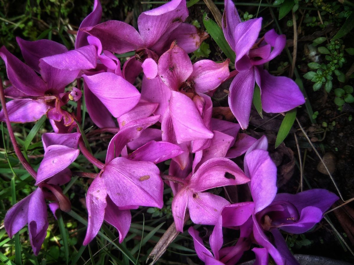 Pink wilted flowers of orchid.