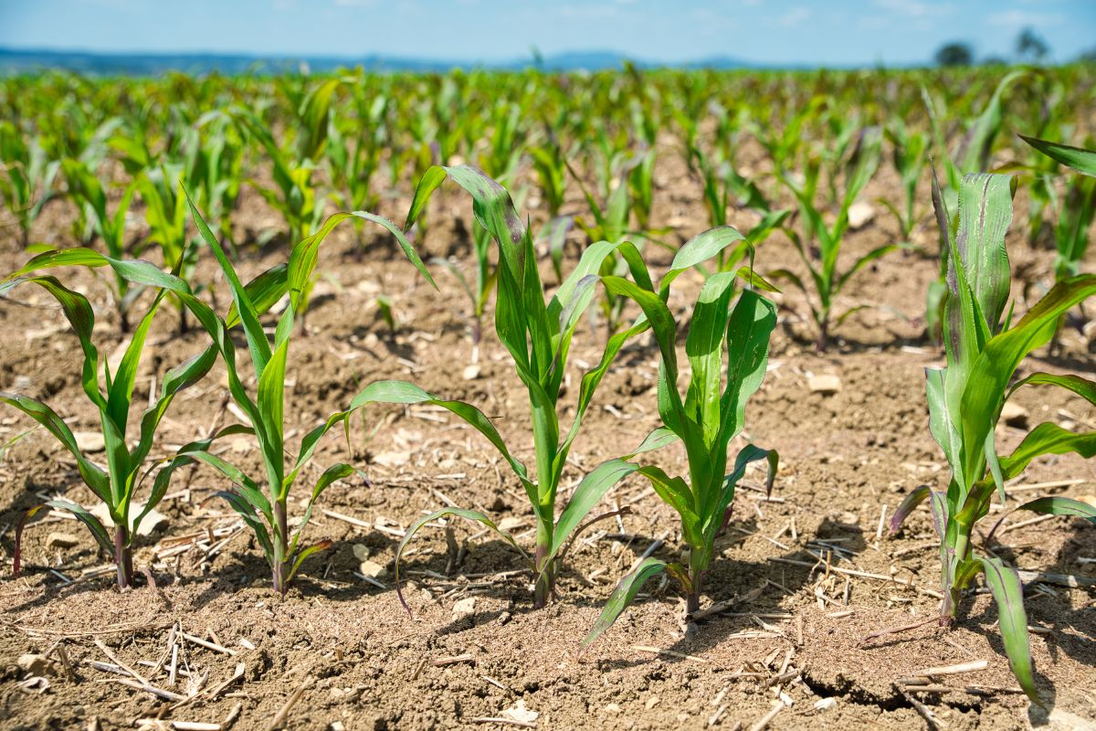 Young corn plants on a field on a sunny day.