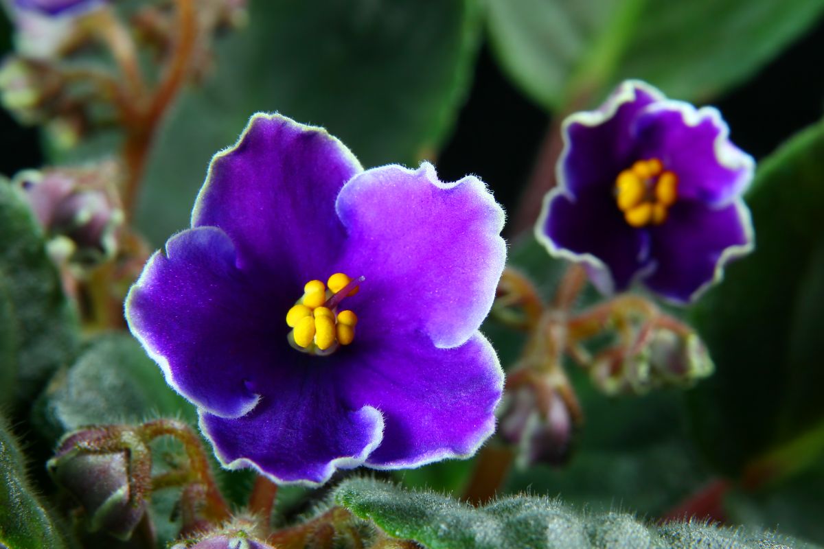 Two vibrant purple flowers of African Violet.