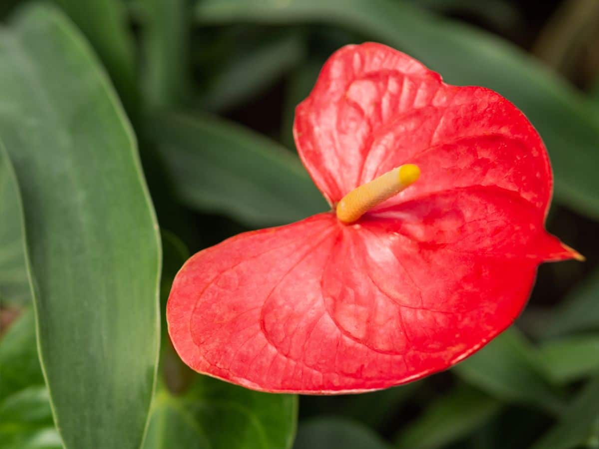A close-up of a red flower of a Lace-Leaf Plant.