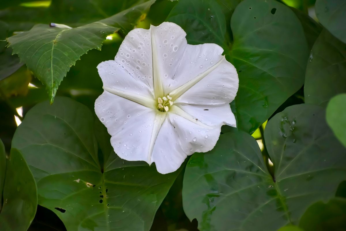 A close-up of a white Moonflower.