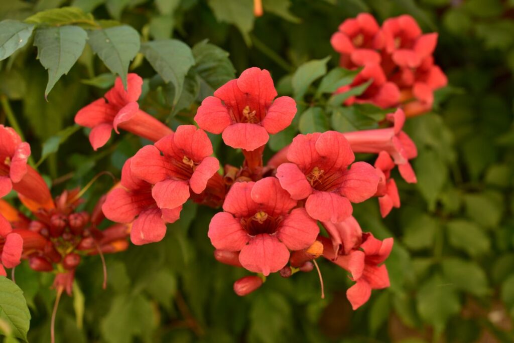 30 Climbing Plants with Flowers (Long Blooming)