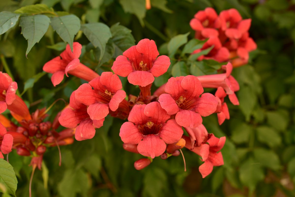 Beautiful red flowers of a Trumpet Vine.