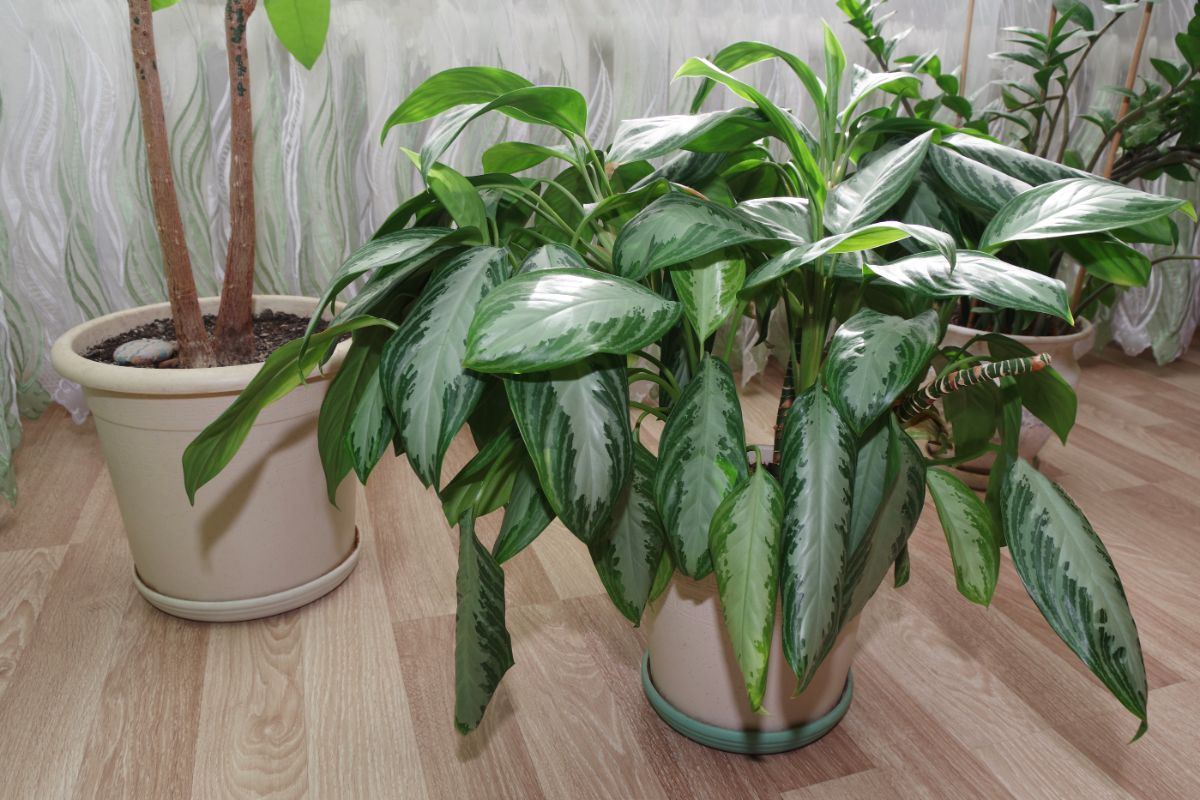Dumb Cane plant in a white pot on a floor next to another potted houseplant.