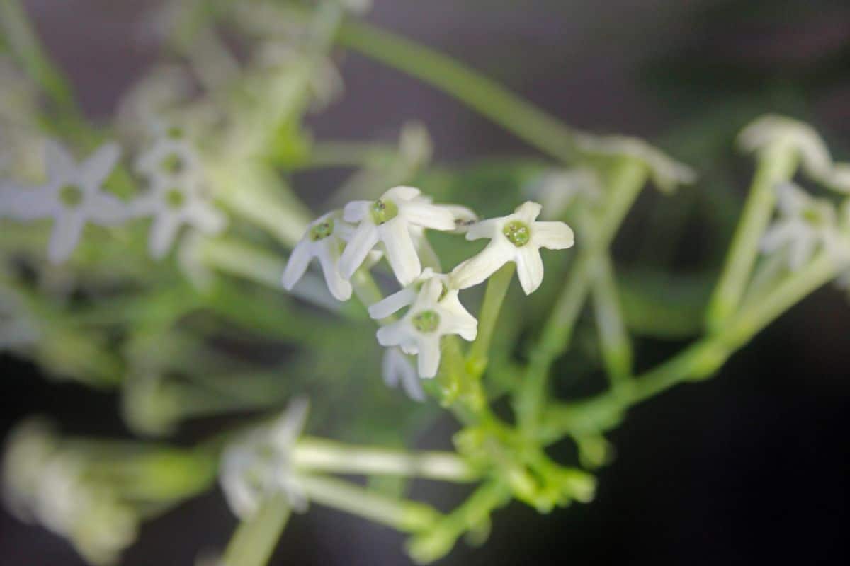 A close-up of white flowers of Night-blooming Jasmine.