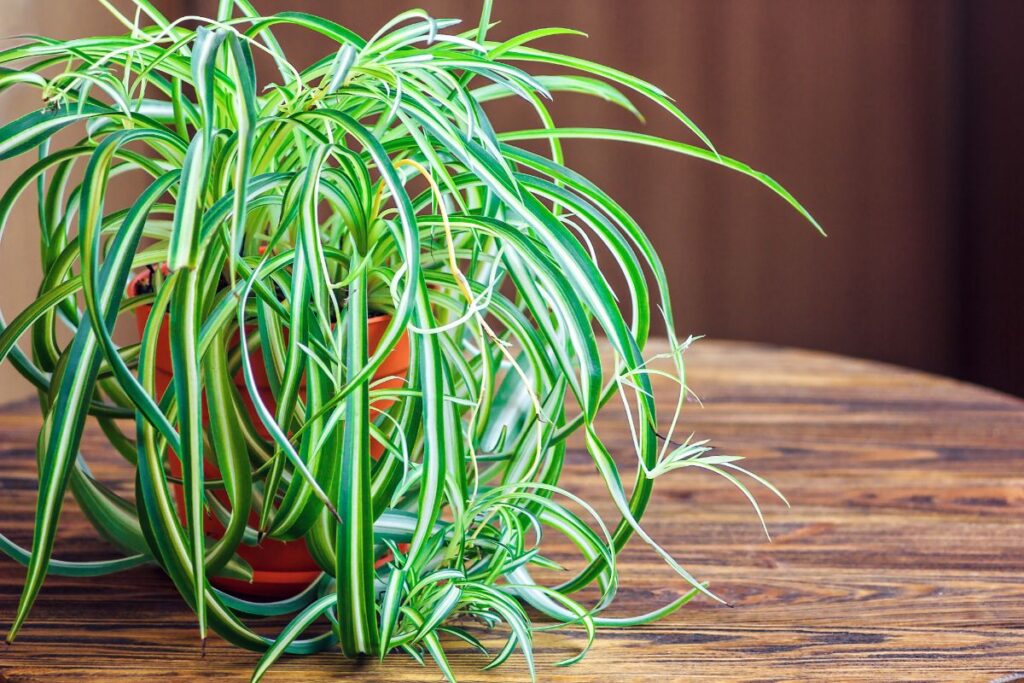 25 Plants With Naturally Striped Leaves (With Photos)