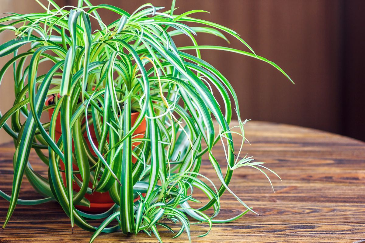 Fuzzy Spider Plant in a pot on a wooden table.
