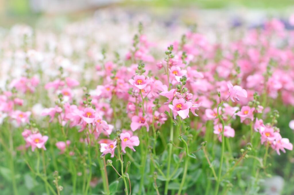 20 Most Beautiful Flowers That Last a Year (Long Blooming)