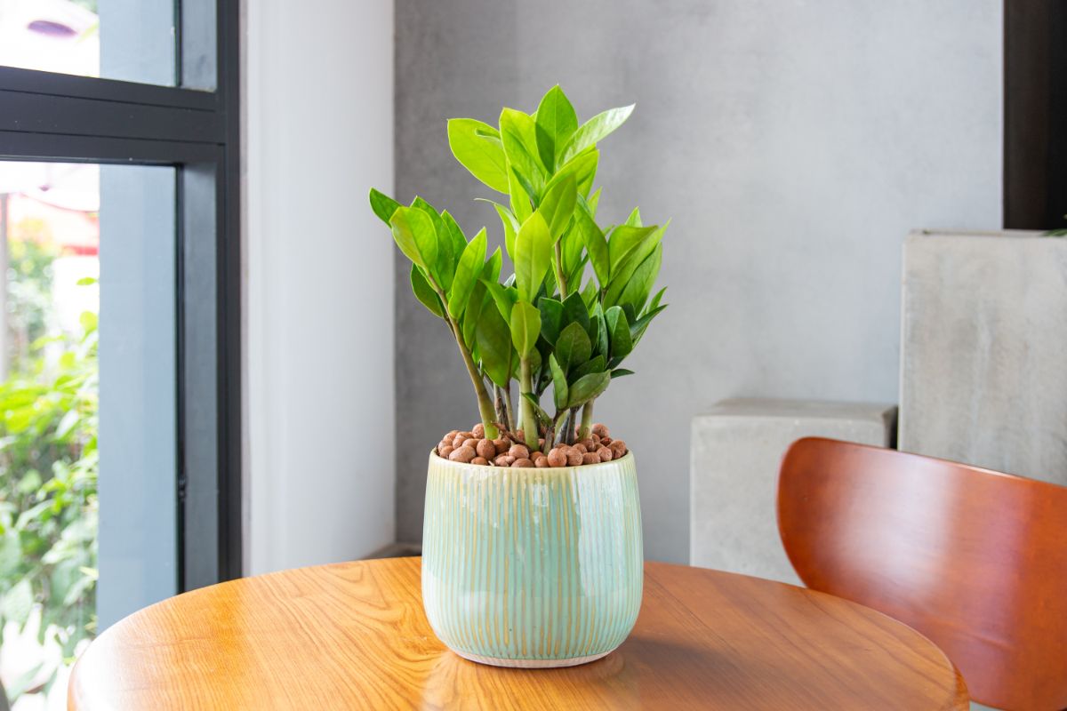 A ZZ Plant growing in a pot on a table.