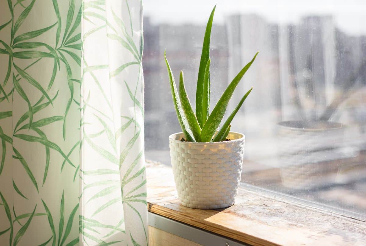 Aloe Vera growing in a white pot on a windowsill.
