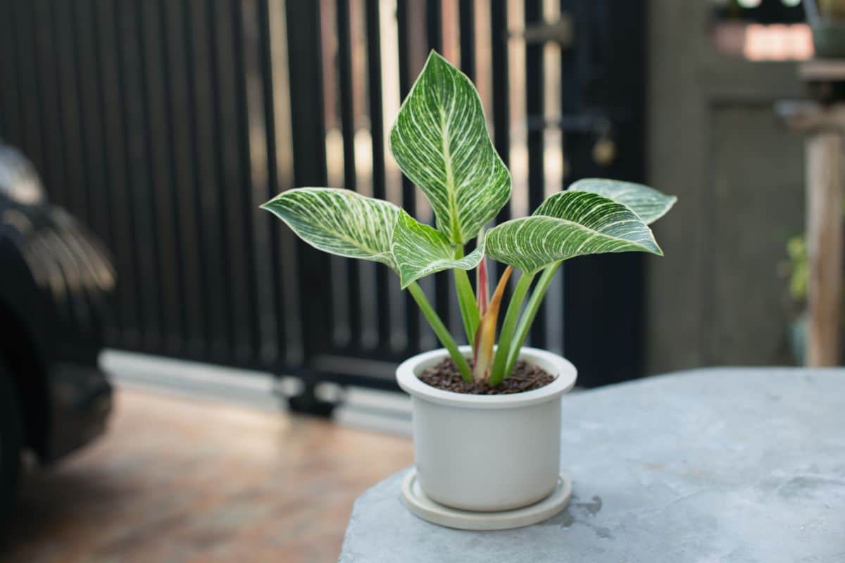 A young Philodendron Birkin growing in a white pot on a table.