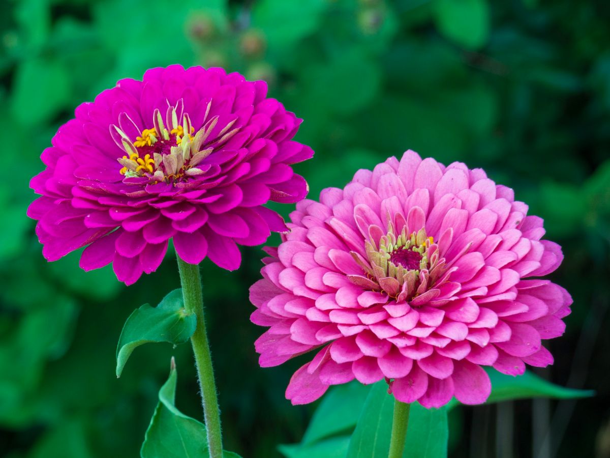 A close-up of two purple and pink flowers of Zinnia.