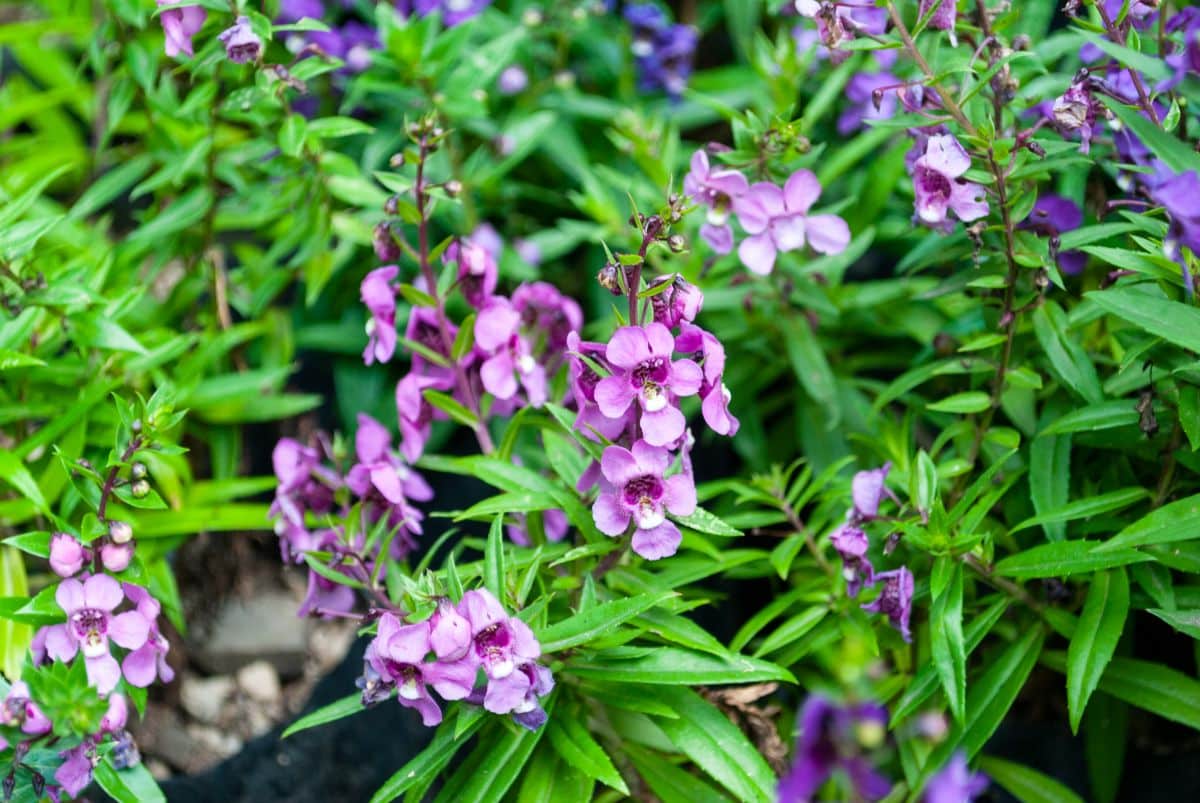 Pink blooming Angelonia on a sunny day.