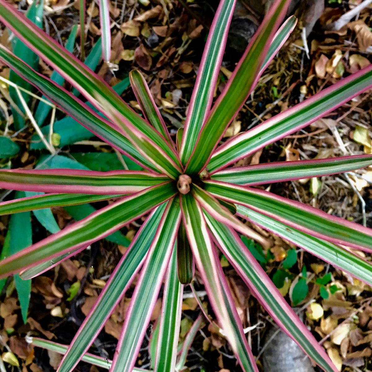Red-Edged Dracena with green leaves and red edges.
