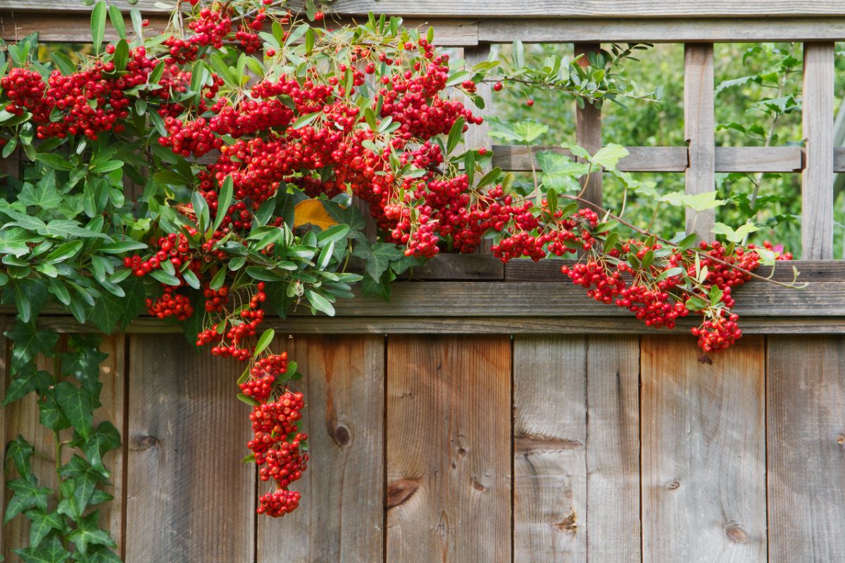 Firethorn shrub with ripe red berries on a wooden fence.
