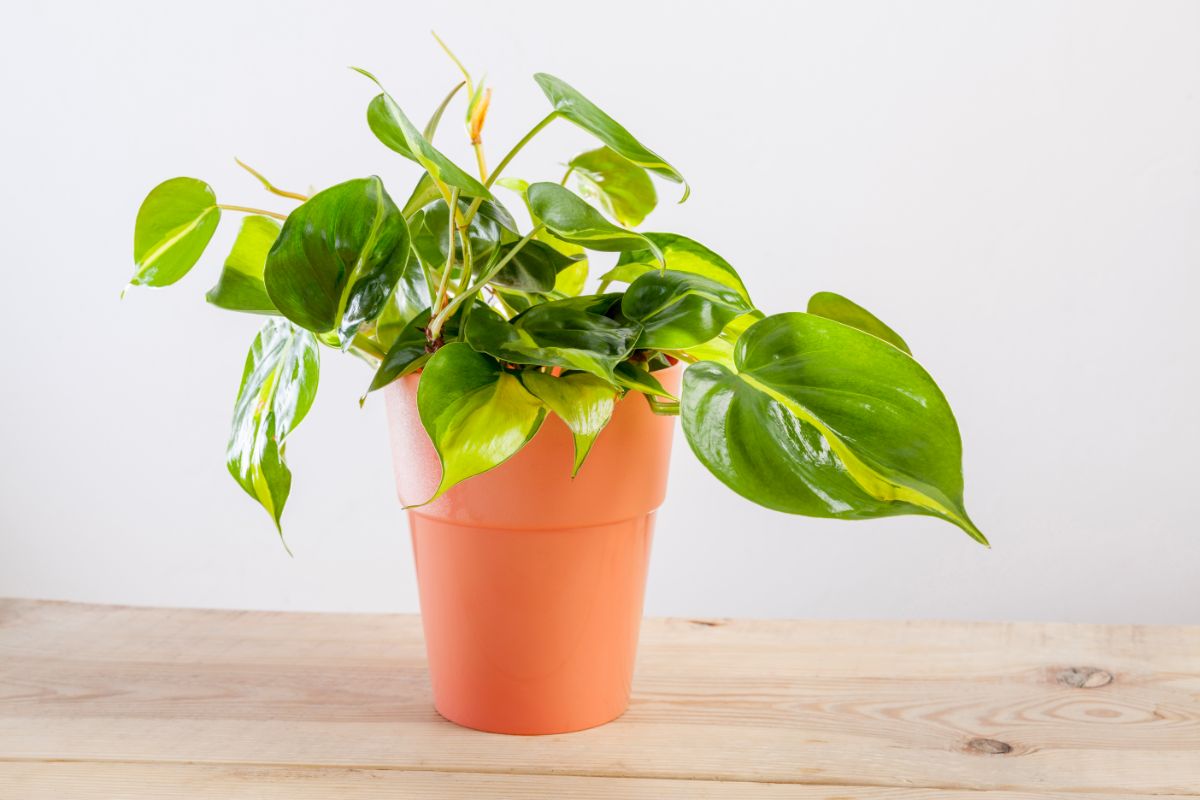 Vageriated Philodendron growing in an orange pot on a wooden table.