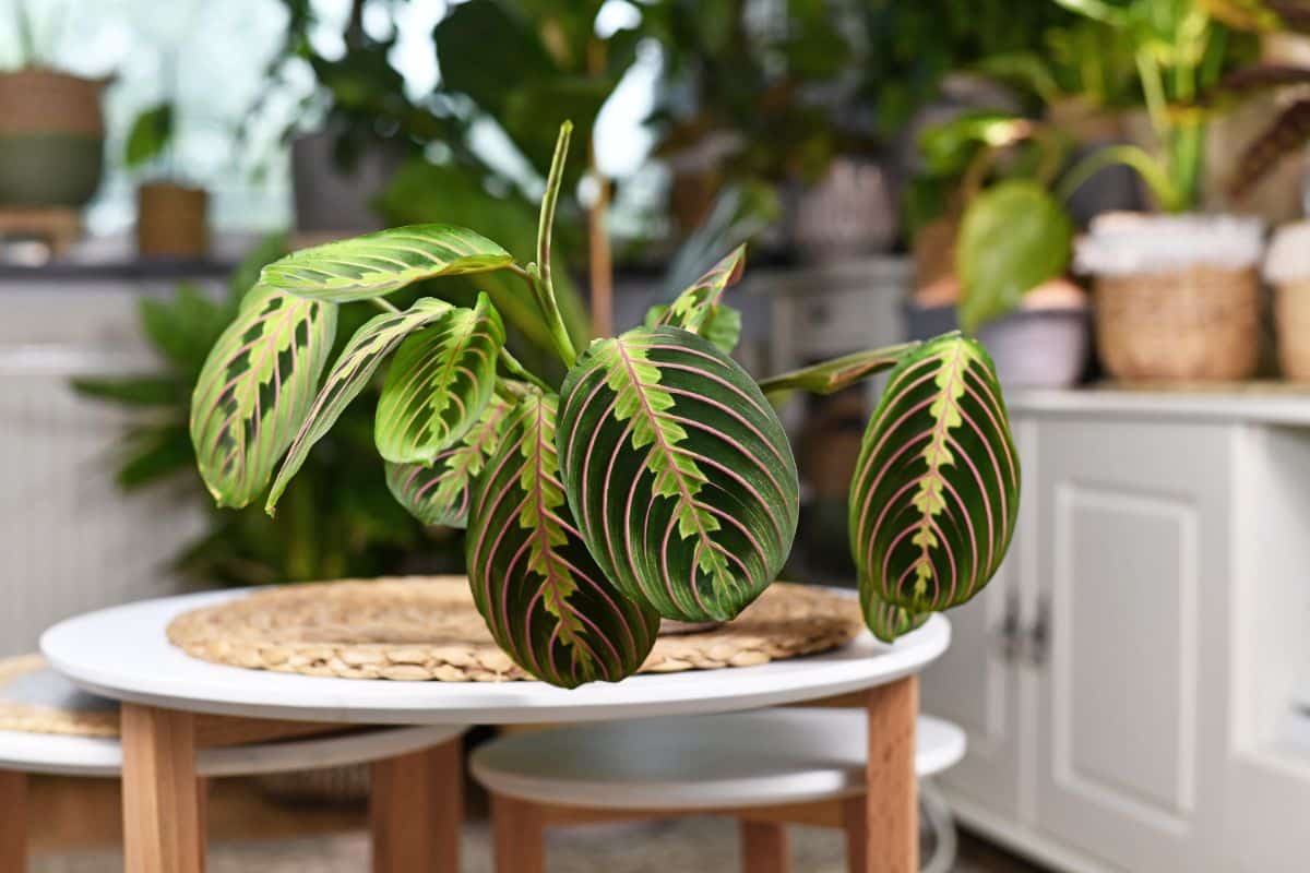 A cool-looking Prayer Plant growing in a pot on a table.