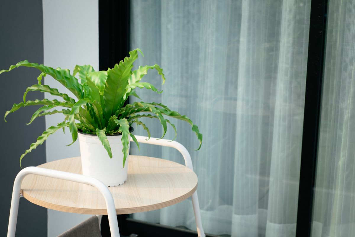 A Bird's Nest Fern growing in a white pot on a small table.