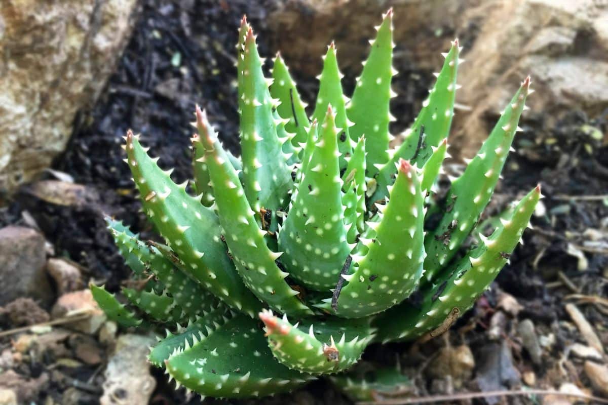 Aloe 'Crosby's Prolific' growing near rocks.