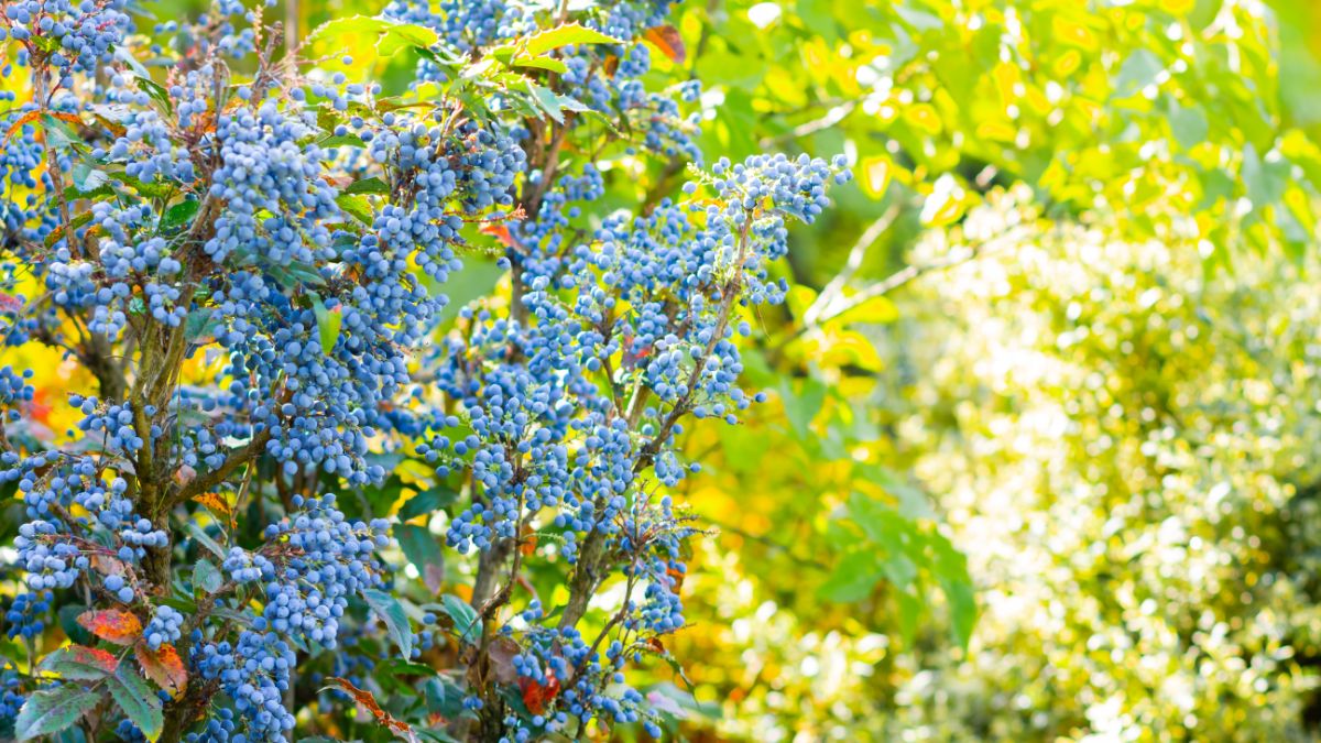 Oregon Grape shrub with ripe blue berries.