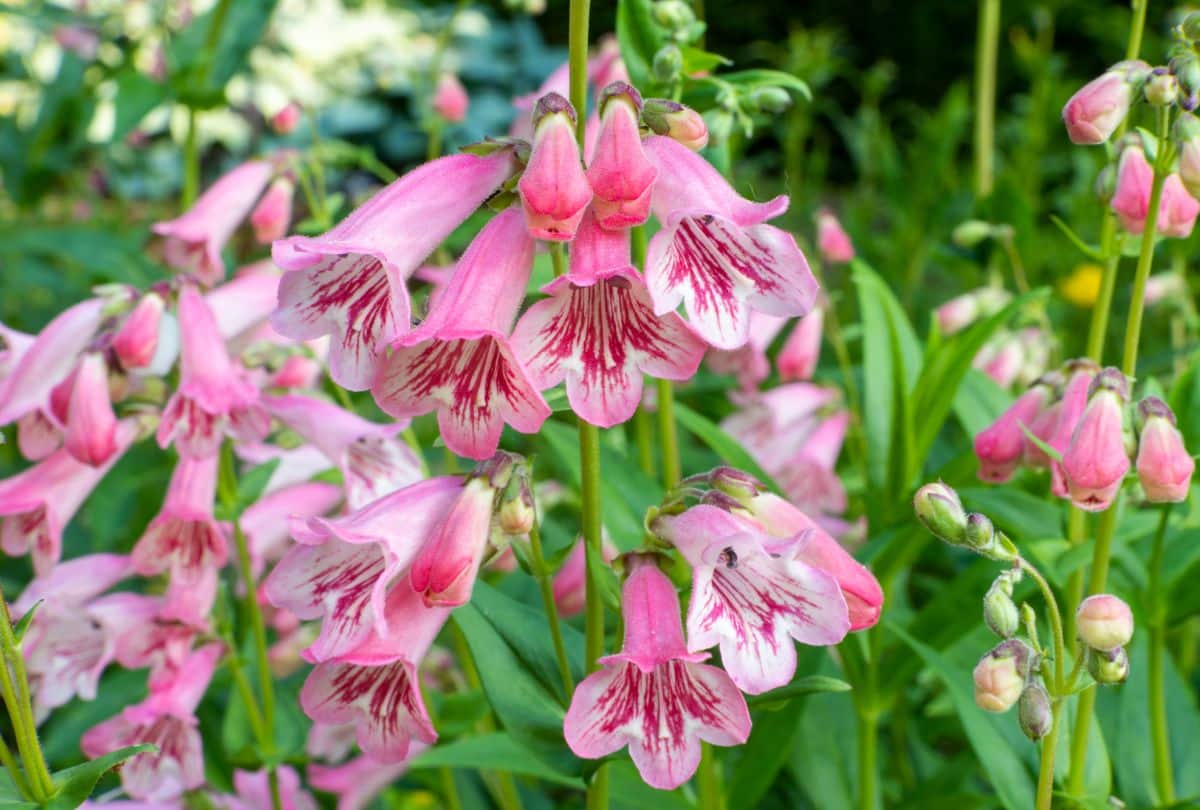 A close-up of a blooming Penstemon 'MacPenny's Pink'.