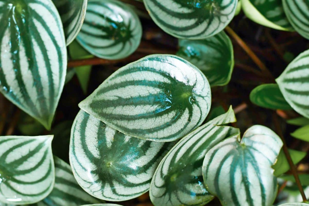 A close-up of beautiful leaves of a Watermelon Peperomia.