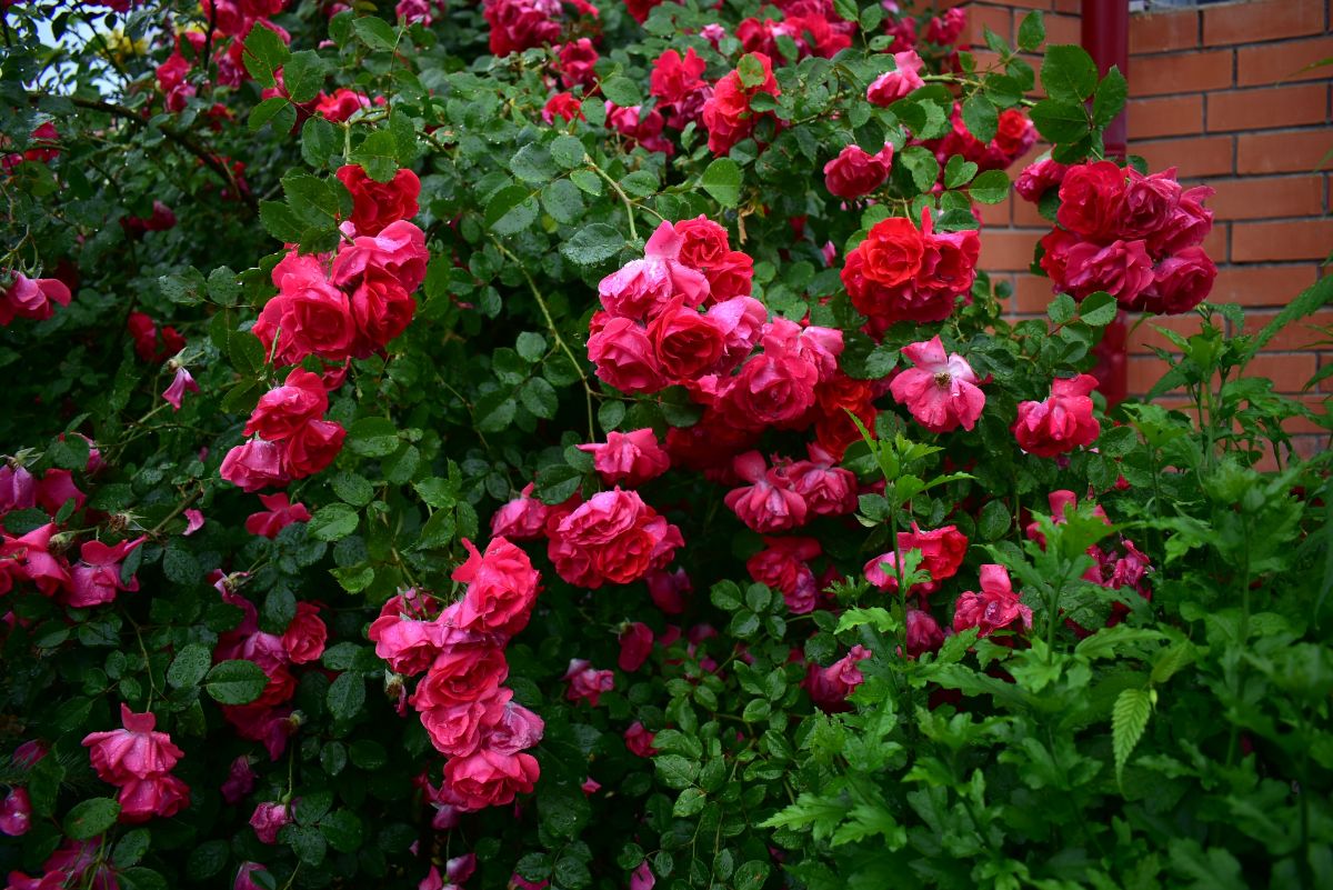Vibrant red blooming Climbing Roses near a wall.