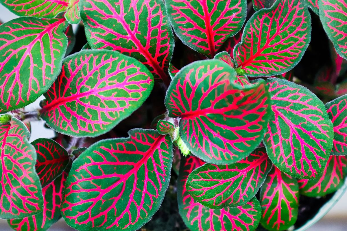 Beautiful leaves of Red Veined Nerve Plant.
