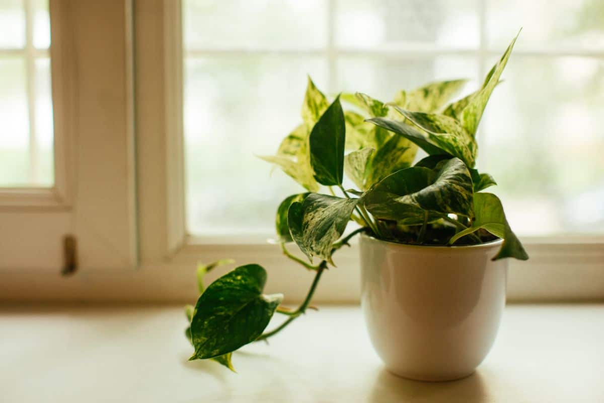 Pothos growing in a white pot on a windowsill.