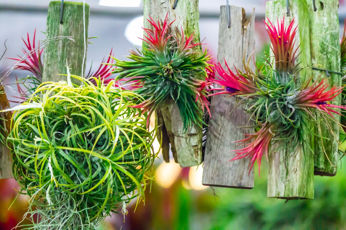 A bunch of Airplants are growing on hanging wooden boards.