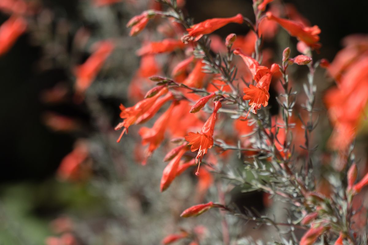 A close-up of a California Fuchsia with red flowers on a sunny day.
