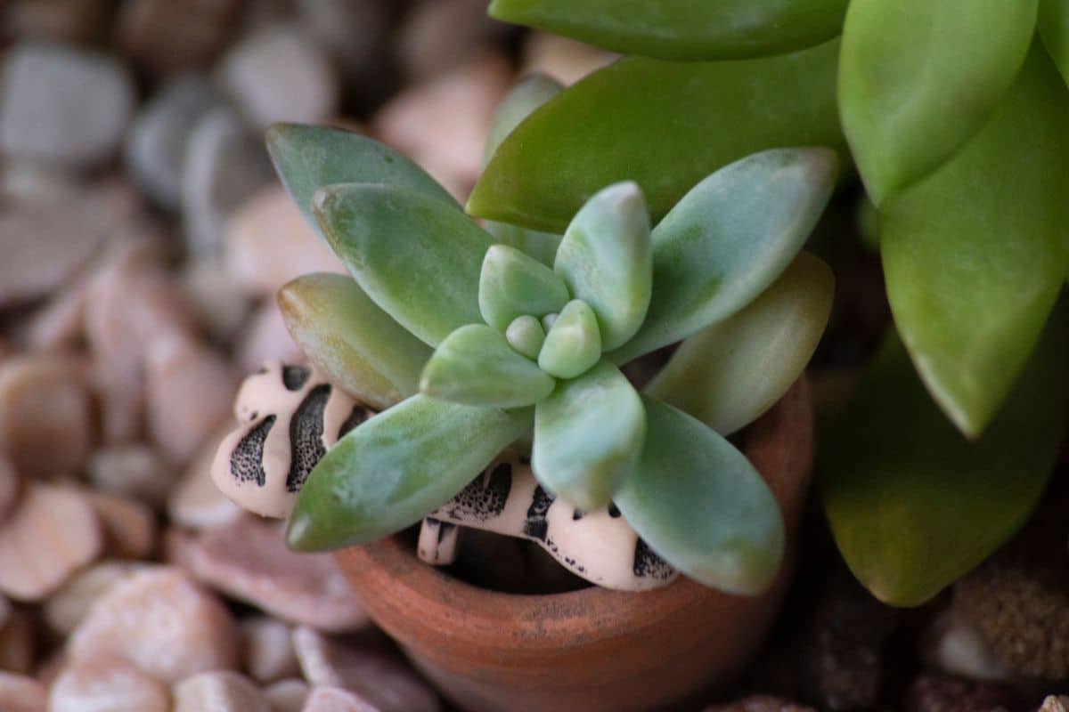 A tiny Graptosedum growing in a brown pot.