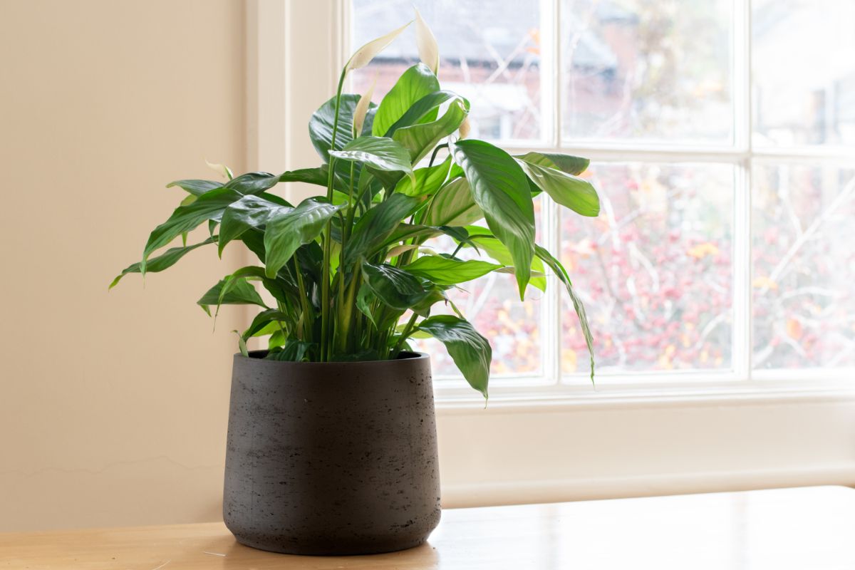 White blooming Peace lily growing in a black pot near a window.