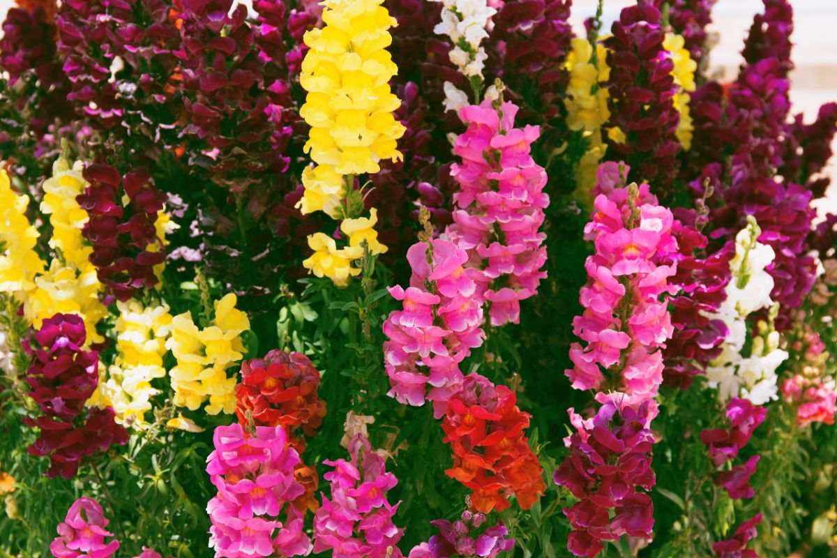 Beautiful blooming Snapdragons of different colors.