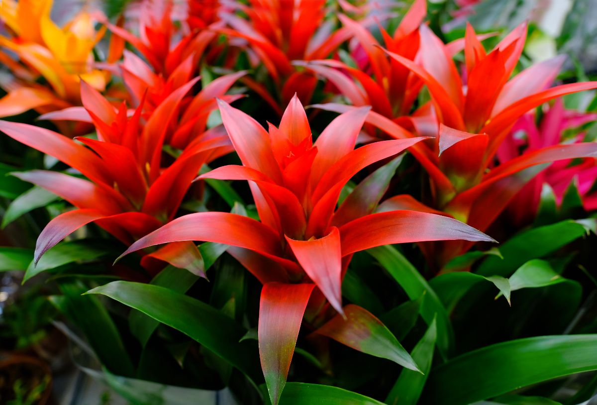 A bunch of beautiful vibrant Bromeliads.